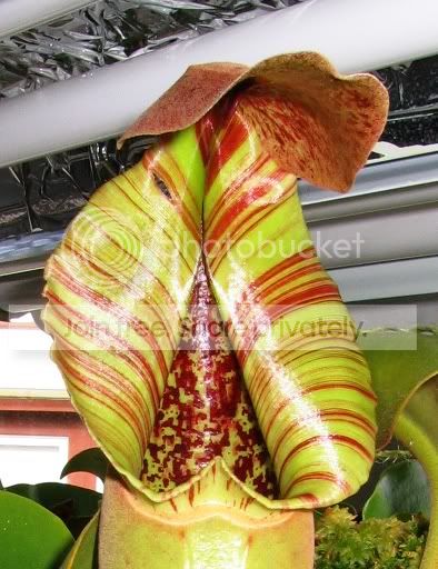 TRUNCATA5.jpg