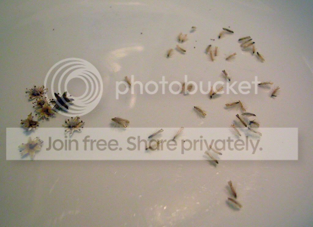 CFSEED.jpg