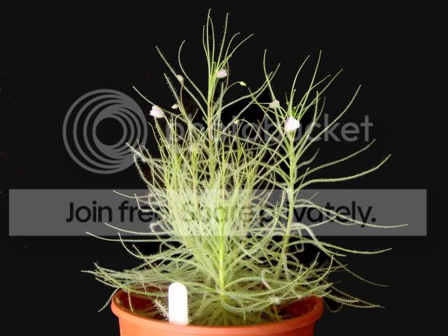 byblis_guehoi_flowering2.jpg