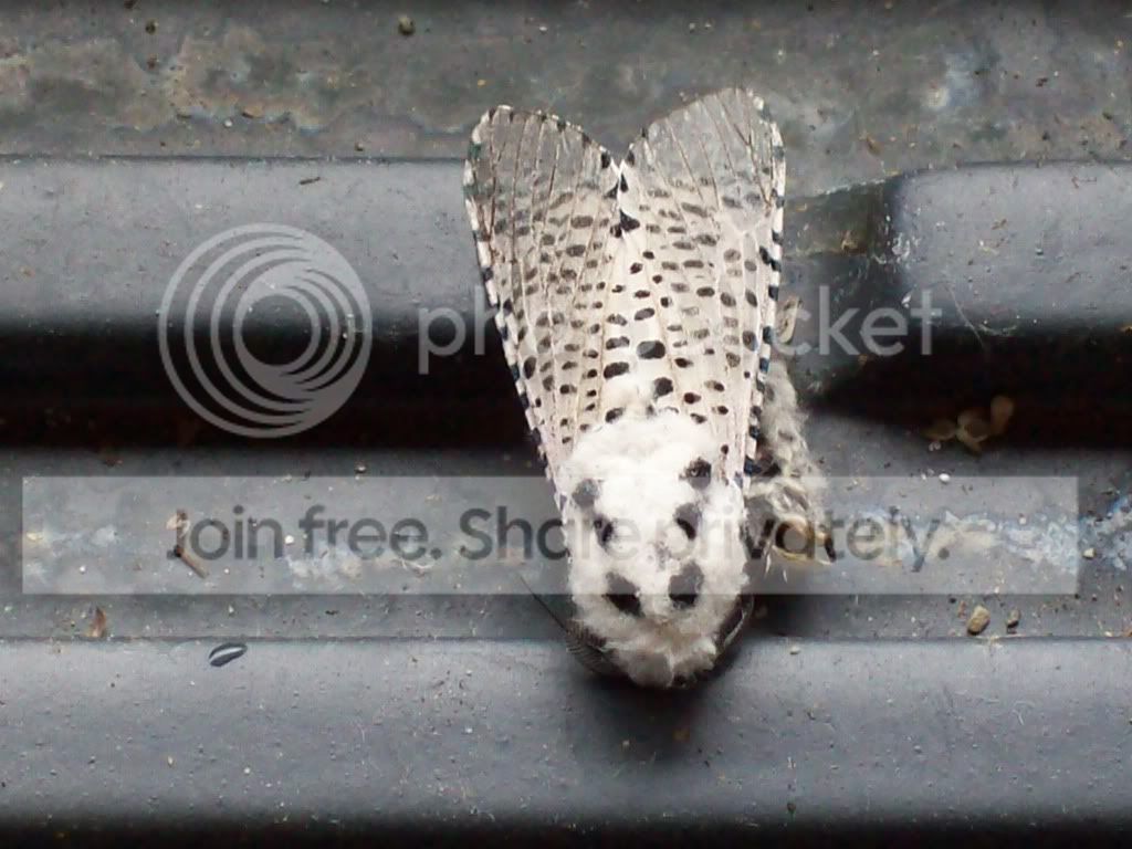 Picture009-9.jpg