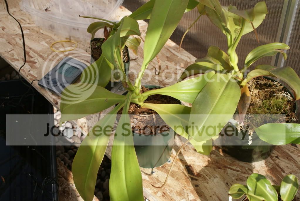 nepenthes1005.jpg