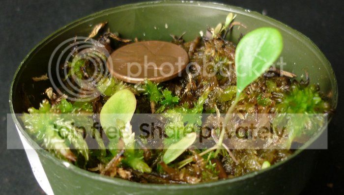 Uquelchii1NASC033113RS.jpg