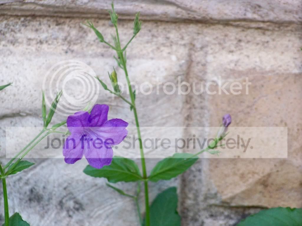 100_3525.jpg