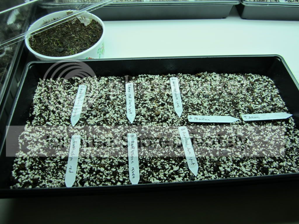 NseedTrayOpen.jpg