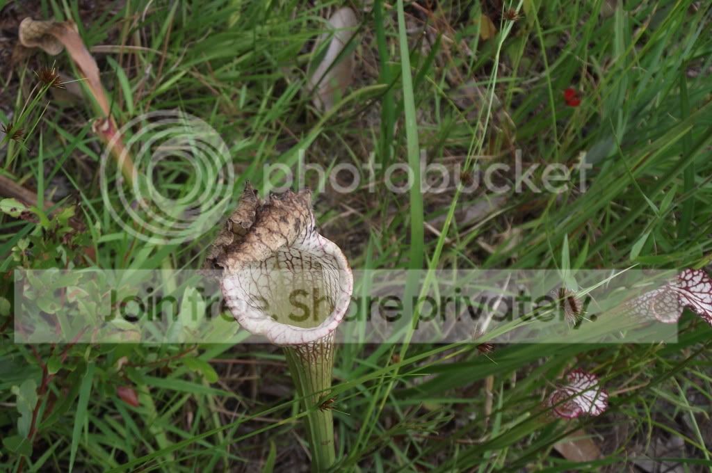 DSCF8781.jpg