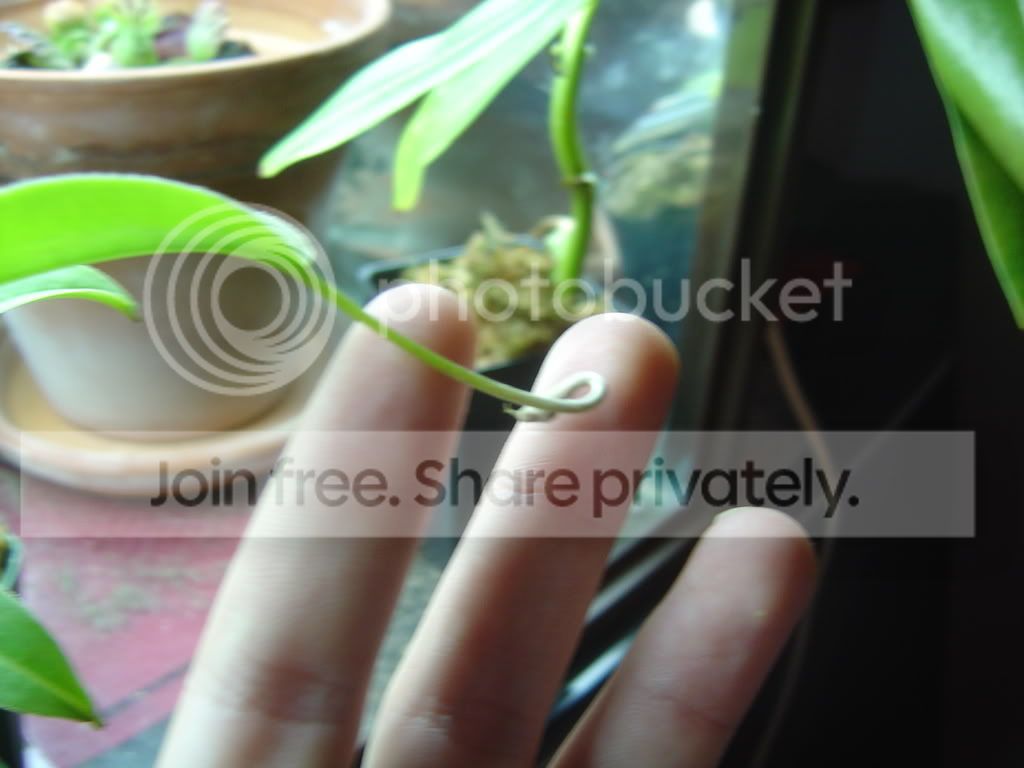 NTalangensis012.jpg