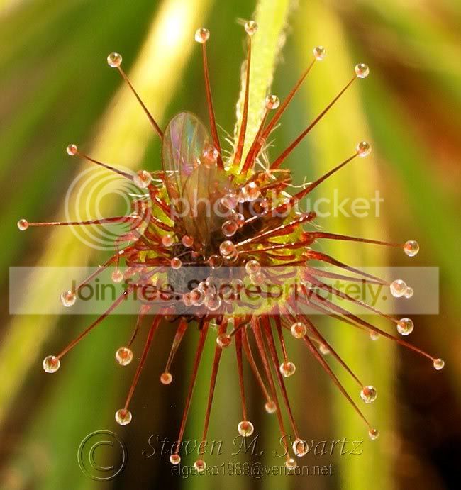 macro-CP-feeding-frenzy-020.jpg