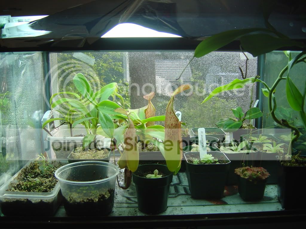 Terrariumupdateforhighlandneps003.jpg