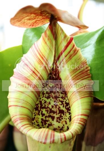 TRUNCATA2.jpg