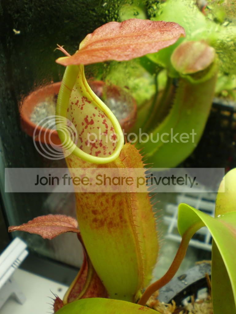 AndysSangOrangePitcher.jpg