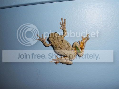 graytreefrog01_5-21-11.jpg