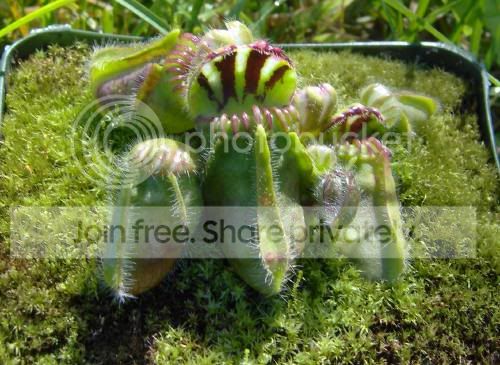 cephalotus.jpg