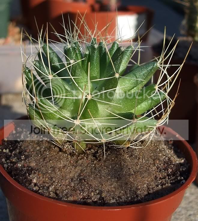 cactus084.jpg