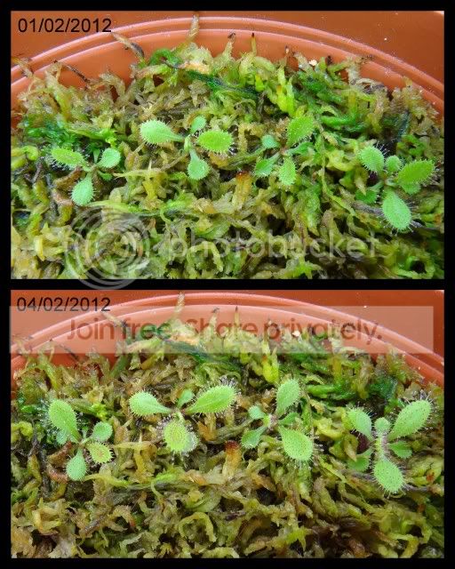 drosera_adelae_plantlets_separated.jpg