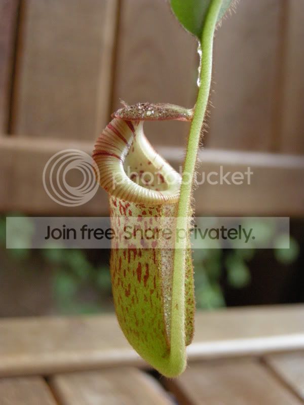 DSCN6195.jpg