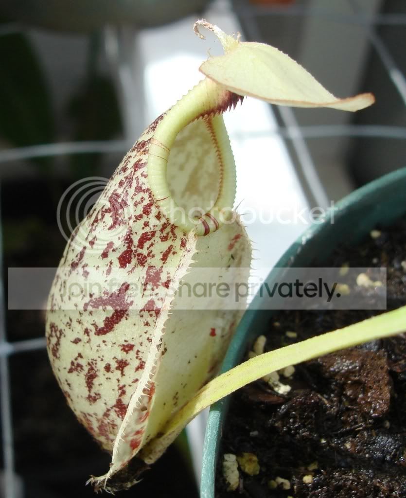 rafflesiana19Sep09.jpg