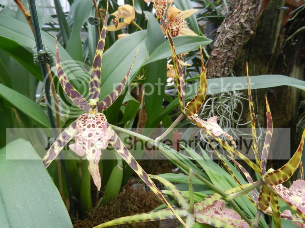 UNCCGreenhouse004.jpg