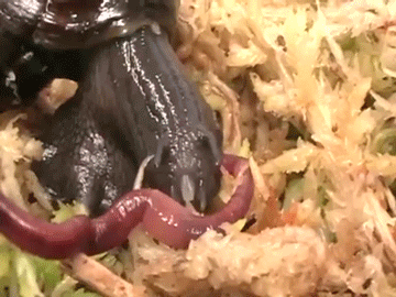 bNCU2KA.gif