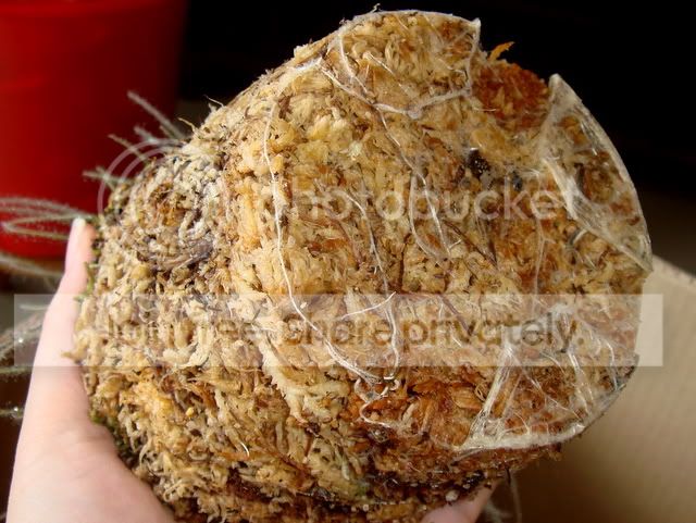 byblis_guehoi_repotting.jpg