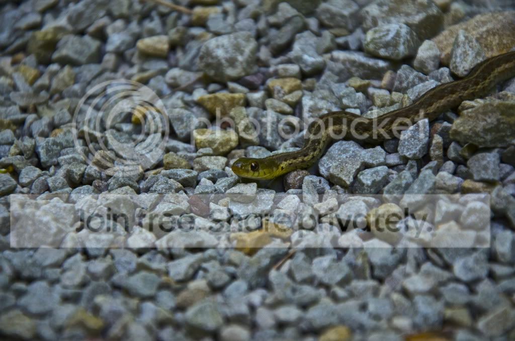 DSC_0250.jpg