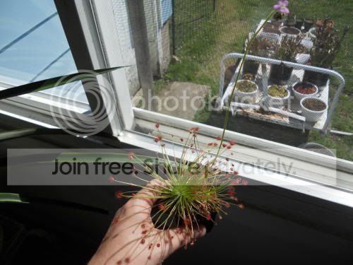 Dparadoxa02_4-3-12.jpg