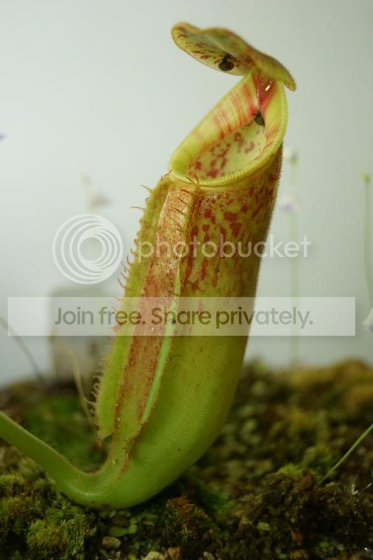 GlandxephipDSLR3_zpsb0818f37.jpg