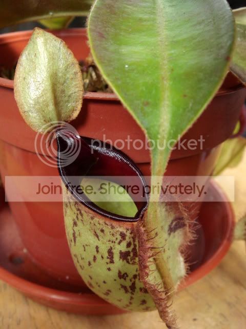 hookeriana_pitcher.jpg