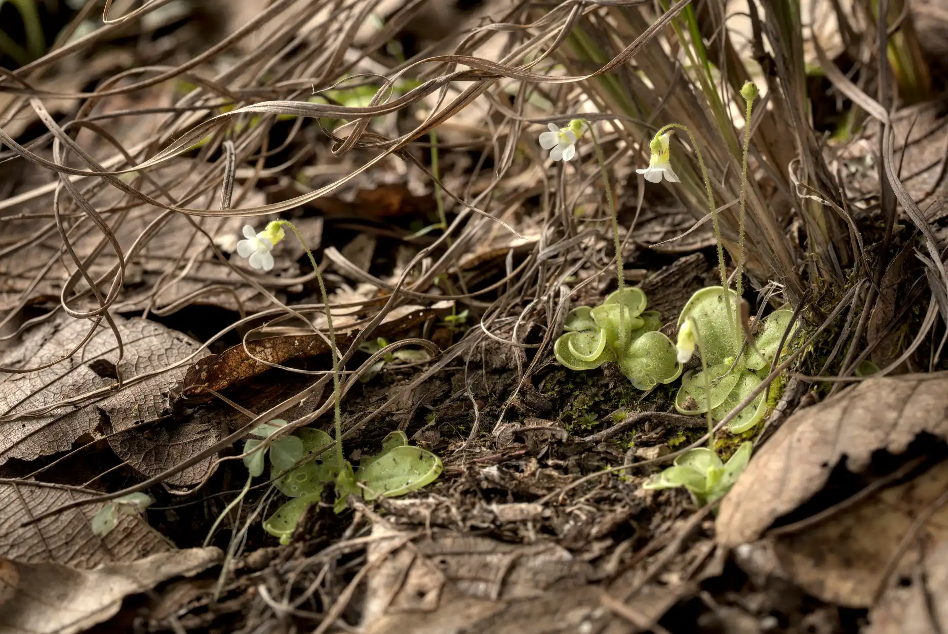 fc20241028pinguicula-lilacina156.webp