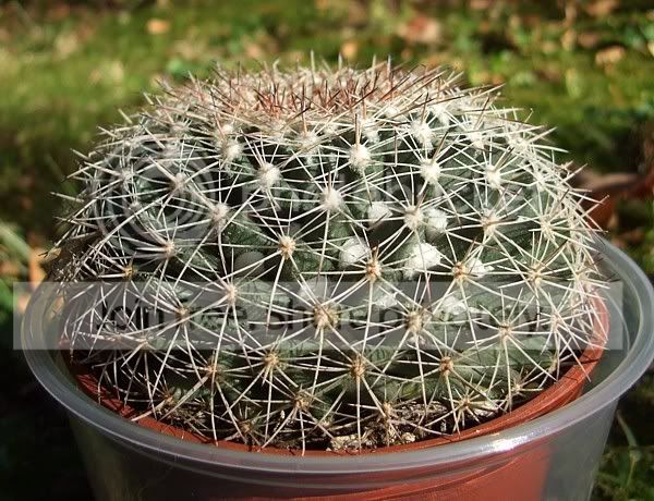 Newcactisandsucculents018.jpg