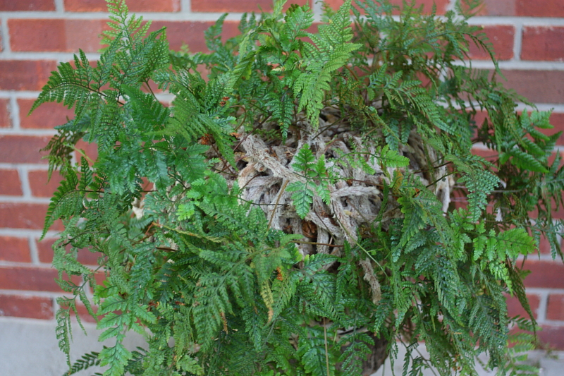 fern1.JPG