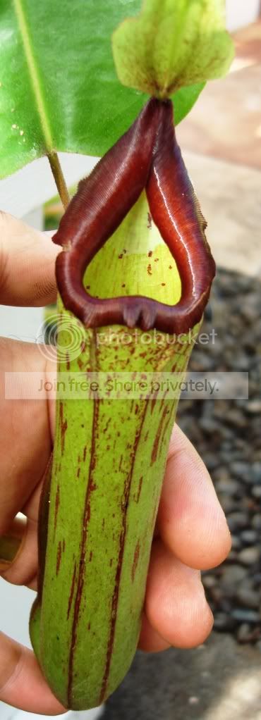 maximaxtruncata19Sep09.jpg