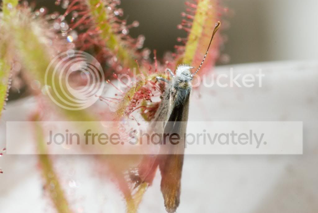 IMGP7604_zps807ff4e8.jpg