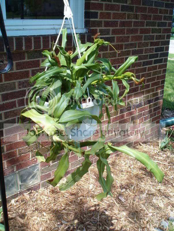 ventbush1.jpg