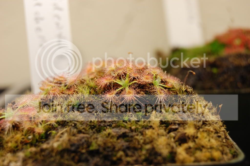 DSC_0060.jpg