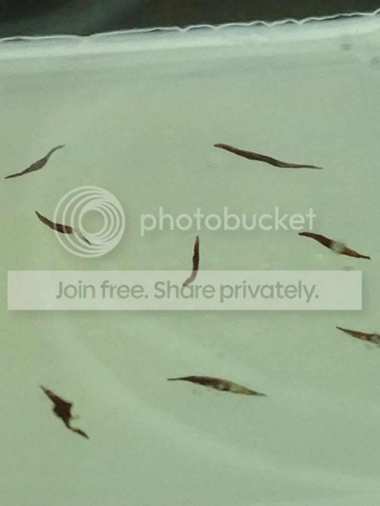 image_zps6ad5bee2.jpg