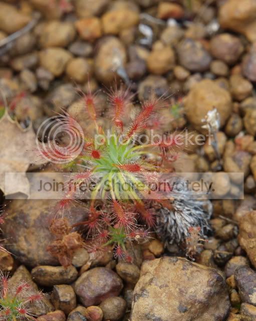 Drosera_barbigera_plant.jpg