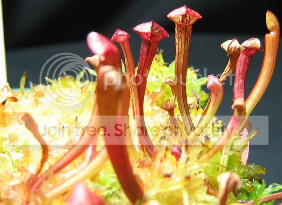 sarrajonesii2.jpg