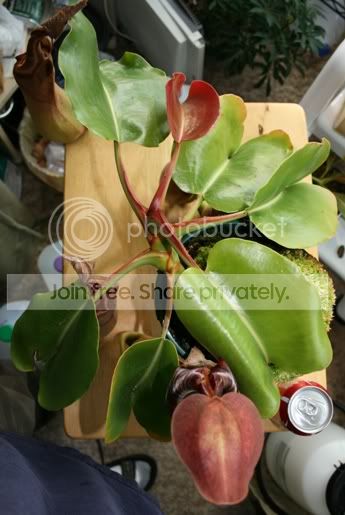 TRUNCATA4.jpg