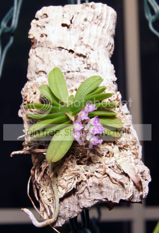 MiniOrchid.jpg