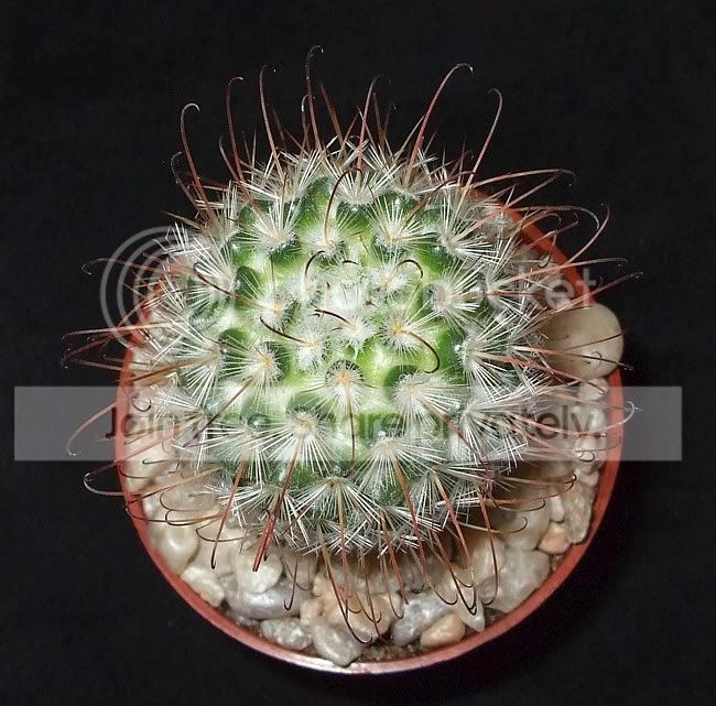 newcactuses009.jpg