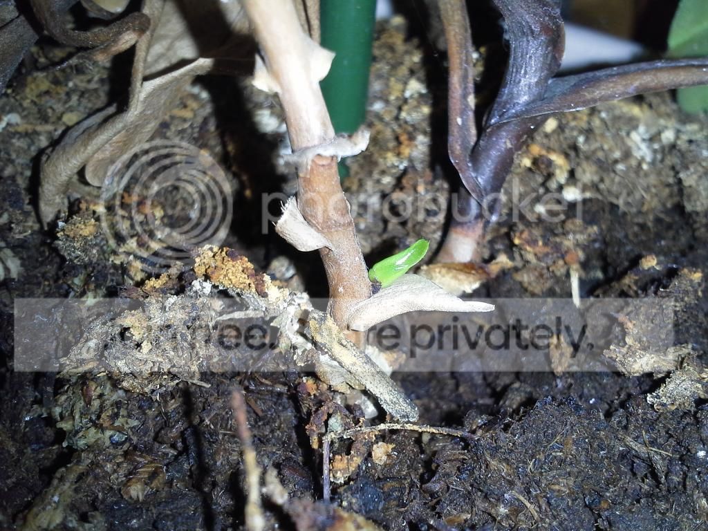 20140217_165811_zps9b8ccebd.jpg