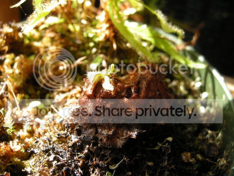 DSCN7090.jpg
