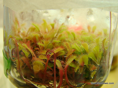 Nidiformis_tissue_culture_post.JPG