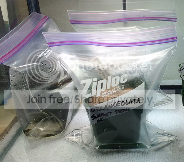 SewnSeeds_zpsd26cc755.jpg