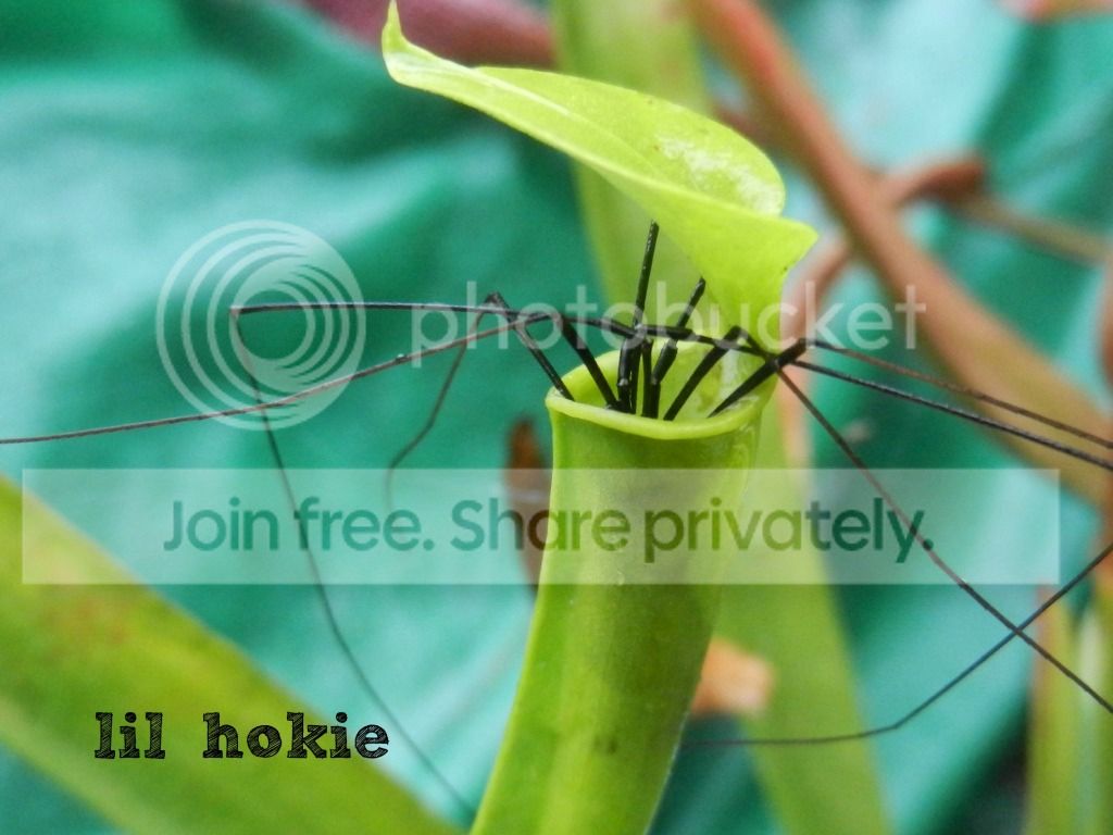 SpiderSigned.jpg