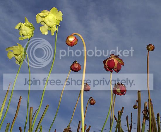 sarr_flowers.jpg