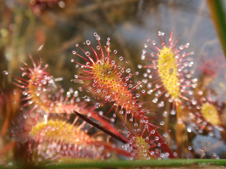 d__anglica2_by_gemstatecarnivore-d5bubar.jpg