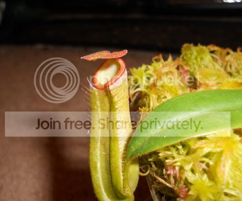 Nalbomarginata_4-18-11.jpg