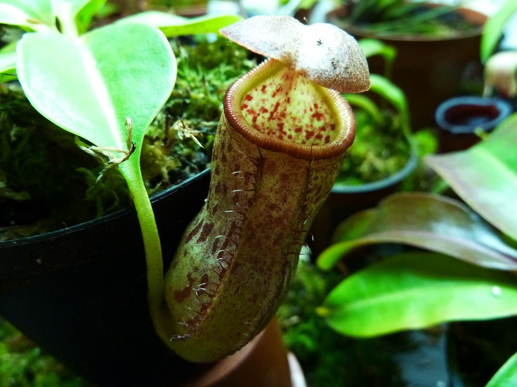neps6102012010.jpg