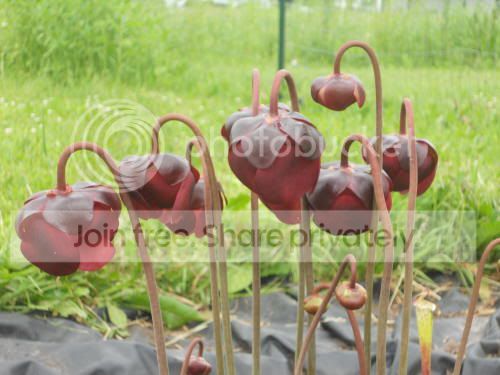 Spurpurea_6-9-11.jpg